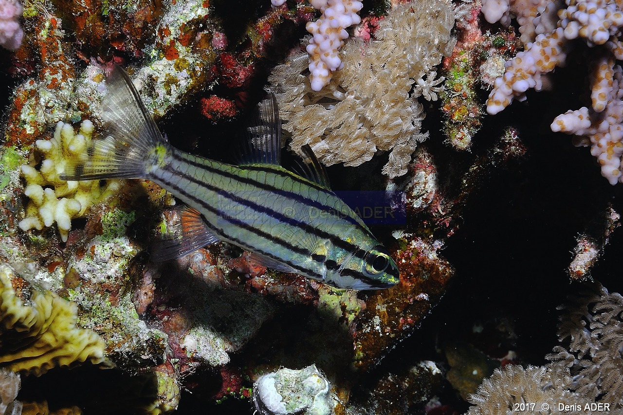 Cheilodipterus quinquelineatus Apogon 5 lignes-Safaga Tobia kebir-5m-20171120-Denis-ADER-DSC_3215_tn.jpg